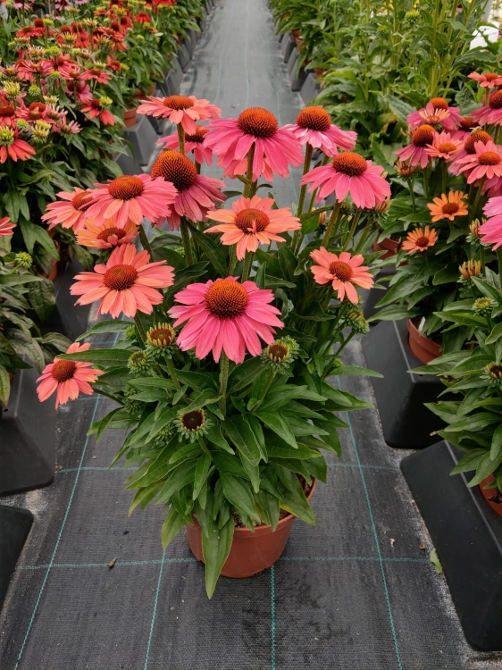 meditation-cerise_echinacea-hybrida_74264_5.jpg