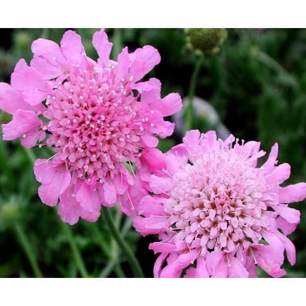 driakiew-japonska-pink-diamonds-scabiosa-japonica-var-alpina-pink-diamonds.jpg