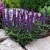 salvia-x-superba-szalwia-omszona-niebieska-dlugo-kwitnaca-bylina-.jpg