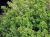 macierzanka-cytrynowa-lemon-variegata-thymus-x-citriodorus-.jpg.webp
