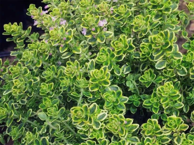 macierzanka-cytrynowa-lemon-variegata-thymus-x-citriodorus-.jpg.webp