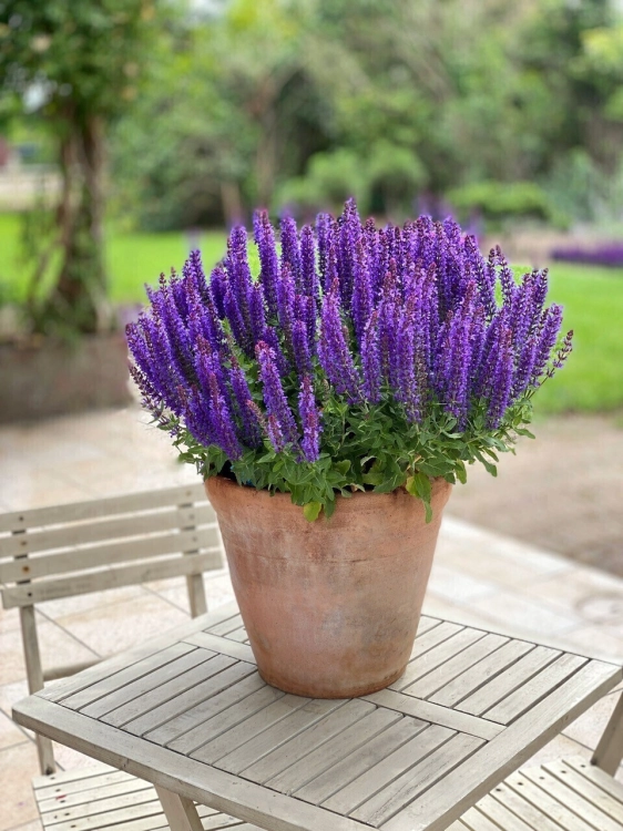 rianne-purple_salvia-nemorosa_77381_1.jpg