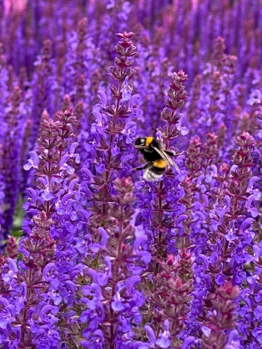 rianne-purple_salvia-nemorosa_77381_2.jpg