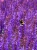 rianne-purple_salvia-nemorosa_77381_2.jpg