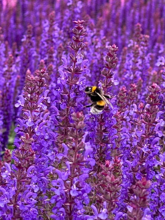rianne-purple_salvia-nemorosa_77381_2.jpg
