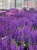 rianne-purple_salvia-nemorosa_77381_3.jpg