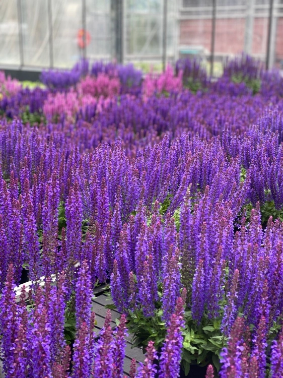 rianne-purple_salvia-nemorosa_77381_3.jpg