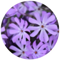 Byliny