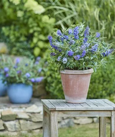 Budleja Dawida Summer Bird Patio Blue fioletowo-niebieska
