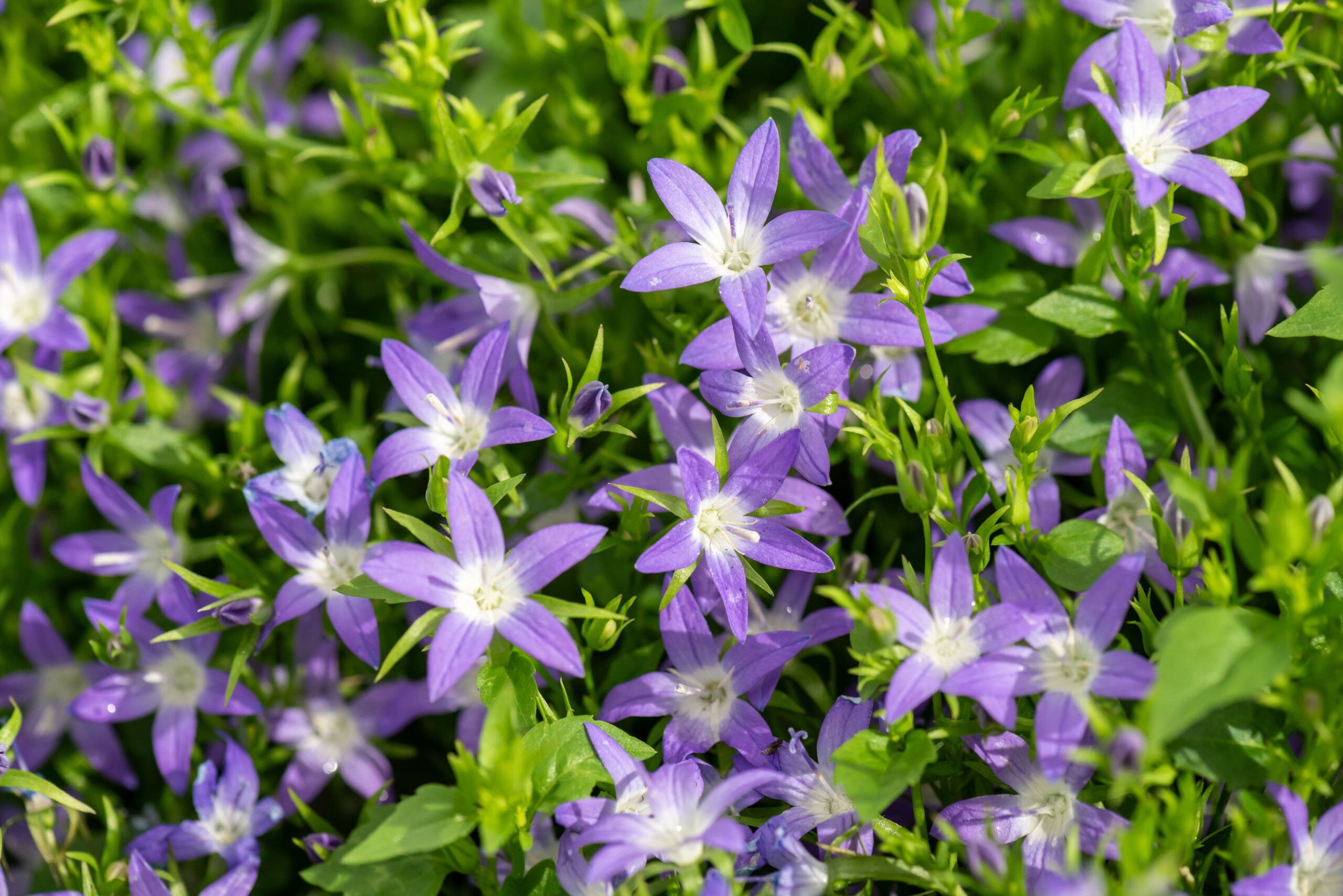 Dzwonek Poszarskiego Stella niebieski Campanula